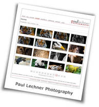 Polaroid PLP Galerie